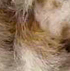 Baby Alpaca Fur - Giraffe Ornament 15 inches